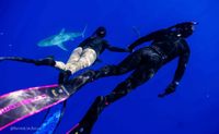 Shark free Dive Oahu Hawaii North Shore shark swimming