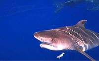 Go Adventure Hawaii Shark Cage free Dive Oahu North Shore shark swimming encounter