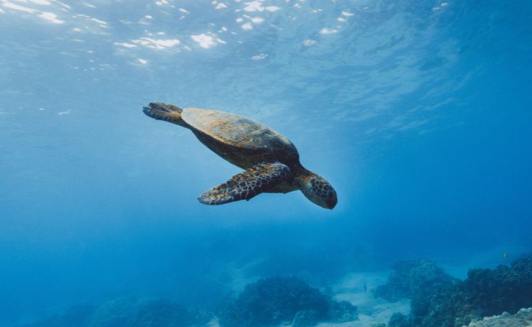 Private Reef Snorkel Eco Tour Oahu - 2 hours