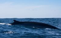 San Diego Whale Watching Tour Weekends - 3.5 Hours