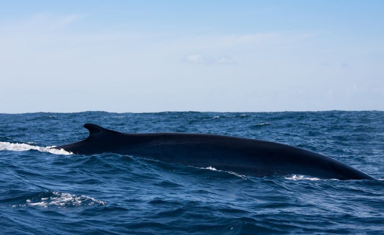 San Diego Whale Watching Tour Weekends - 3.5 Hours