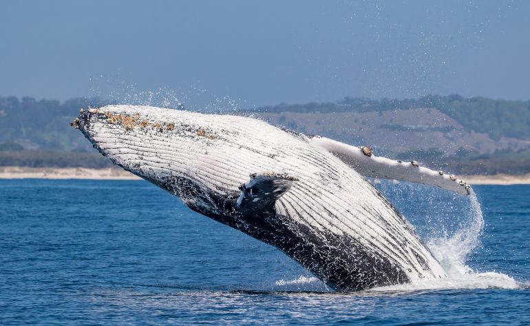 San Diego Whale Watching Tour Weekends - 3.5 Hours