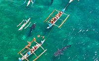 Swim With Whale Sharks, Riviera Maya - 7 Hours