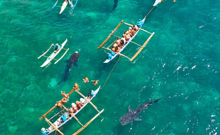 Swim With Whale Sharks, Riviera Maya - 7 Hours