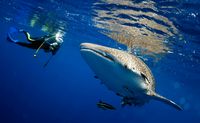 Swim With Whale Sharks, Riviera Maya - 7 Hours