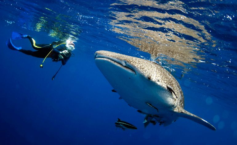 Swim With Whale Sharks, Riviera Maya - 7 Hours