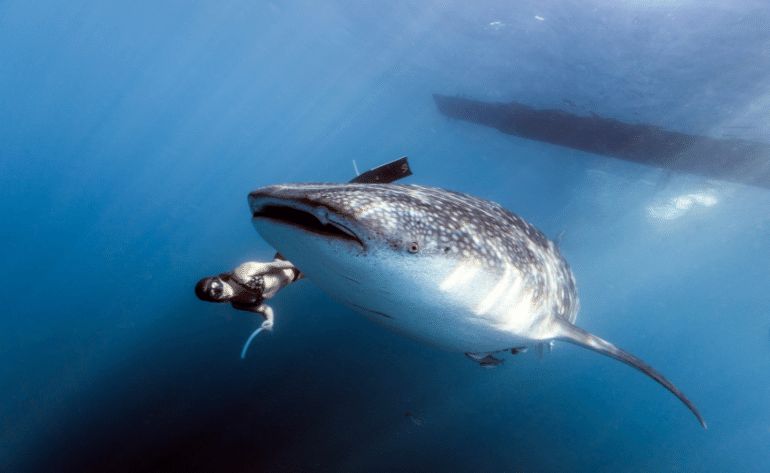 Swim With Whale Sharks, Riviera Maya - 7 Hours