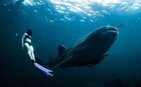 Swim With Whale Sharks, Riviera Maya - 7 Hours