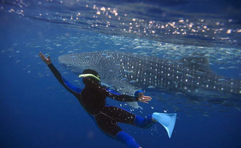 Swim With Whale Sharks, Riviera Maya - 7 Hours