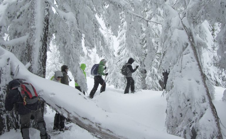 Snow Day of Play Snowmobile and Snowshoe Adventure, Alaska - 4 Hours