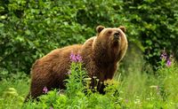 Half-Day Bear Viewing Tour from Kenai, Alaska - 6 Hours