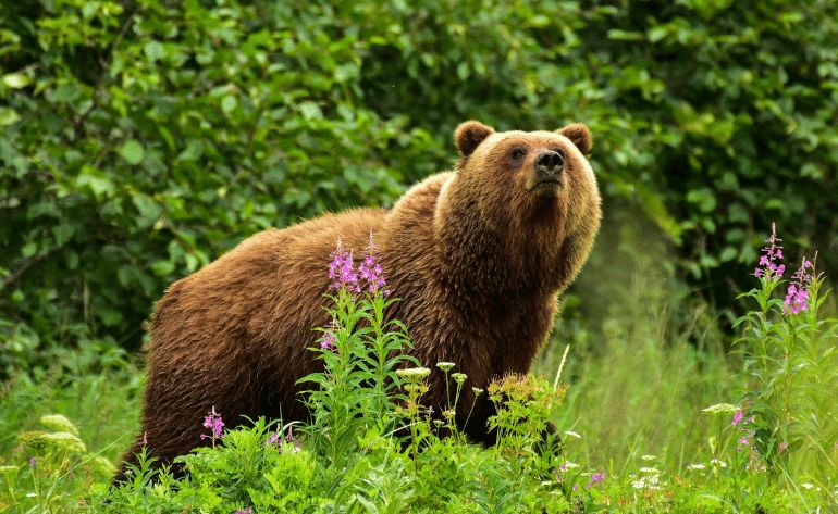 Half-Day Bear Viewing Tour from Kenai, Alaska - 6 Hours