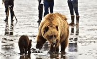 Half-Day Bear Viewing Tour from Kenai, Alaska - 6 Hours