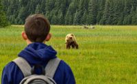 Half-Day Bear Viewing Tour from Kenai, Alaska - 6 Hours