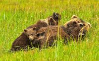 Half-Day Bear Viewing Tour from Kenai, Alaska - 6 Hours