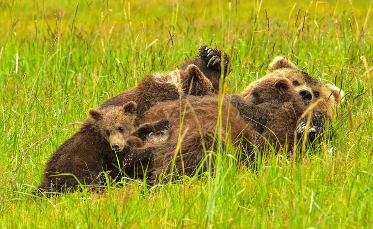 Half-Day Bear Viewing Tour from Kenai, Alaska - 6 Hours