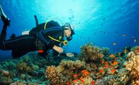 Private Scuba Diving Charter, Waikiki, 3 Hours (Up to 21 Guests!)