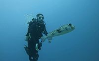 Scuba Diving for Non Certified Divers, Waikiki - 2 Hours