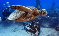 Oahu Scuba Diving, One Tank Reef Dive in Waikiki - 2 Hours