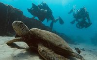 Oahu Scuba Diving, Two Tank Wreck and Reef Dive in Waikiki - 3 Hours