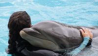 Dolphin Royal Swim Hawaii, Admission to Sea Life Park, 30 min Swim