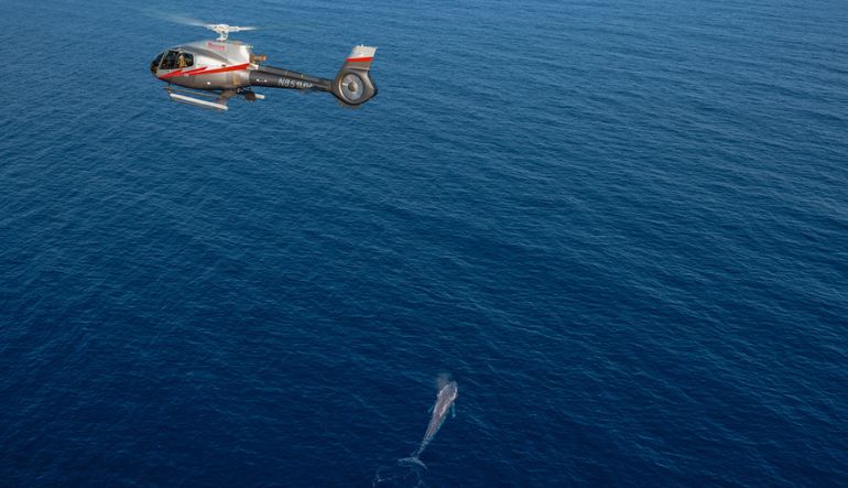 coastal california helicopter tour orange county los angeles helicopter ride beaches