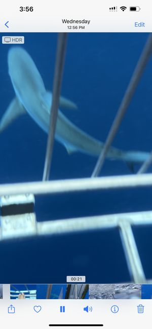 Image of Shark Cage Dive Oahu, North Shore - 2 Hours | Adrenaline  review