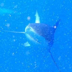 Image of Shark Cage Dive Oahu, North Shore - 2 Hours | Adrenaline  review